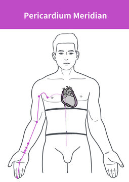 Pericardium Meridian Illustration