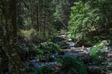 Fototapeta na wymiar rzeka kamienie las zieleń woda 