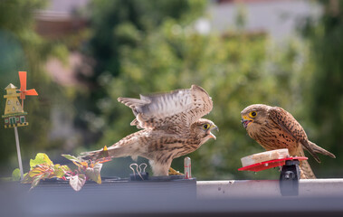 Falcon tinnunculus young in the city. Feeding_.