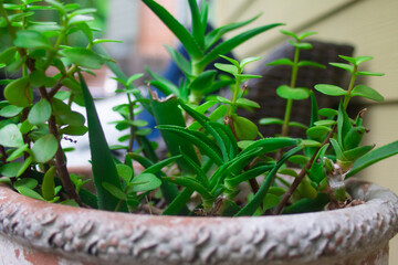 Succulents in a pot.
