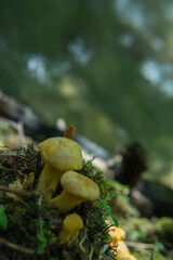grzyby kurki żółte macro przyroda © Piotr