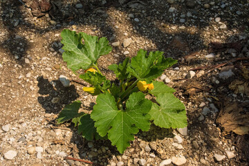 A courgette plant flowering in Friuli, north east Italy
