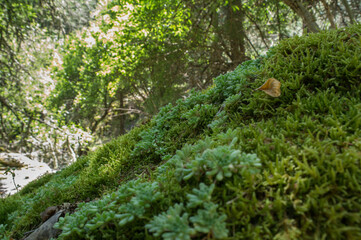 mech roślina las zielony natura © Piotr