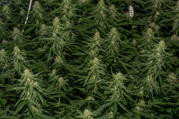 White Russian and S.A.G.E. variety of marijuana flower under LED lights