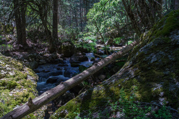 rzeka kamienie las zieleń woda  © Piotr
