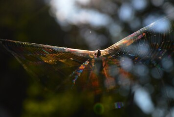 Spider Web illuminated by sunlight