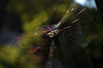 Spider Web illuminated by sunlight