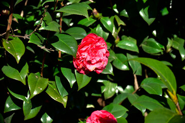 red rose bush
