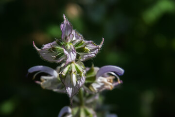 macro photo of white flower lighted by sun. Abstract background, nature, mood