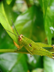 grasshopper on a plant