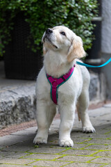 Golden Retriever Welpe