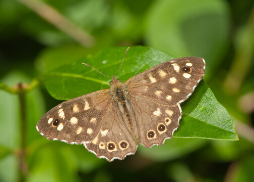 parage aegeria spotted wood butterfly on privit