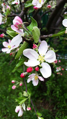 Obraz premium Blooming Apple trees in spring. Branch of a flowering Apple tree. Apple blossom.