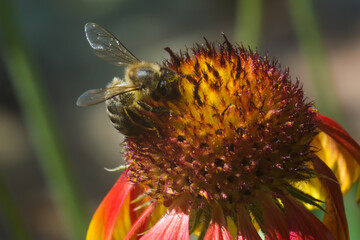 macro photo of bee on red flower, sunny day, summer, meadow