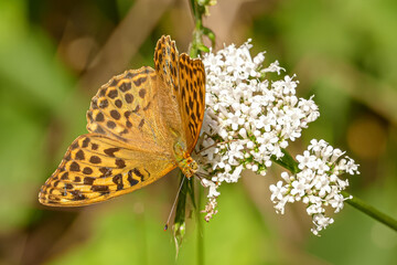 Kaisermantel Schmetterling