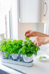 Close up woman's hand picking leaves of basil greenery. Home gardening on kitchen. Pots of herbs with basil, parsley and thyme. Home planting and food growing. Sustainable lifestyle, plant-based foods