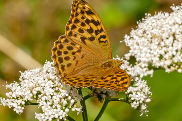 Kaisermantel Schmetterling
