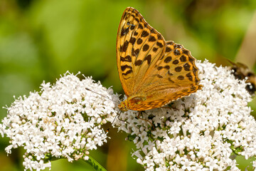 Kaisermantel Schmetterling