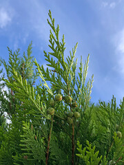 pine tree branches against the blue sky