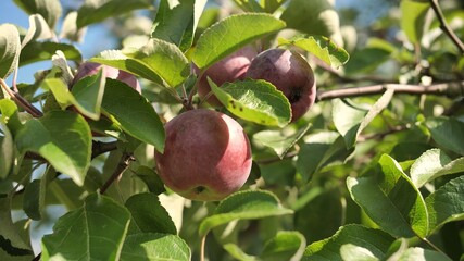 Ripe apples on an apple tree at the end of summer in the garden.