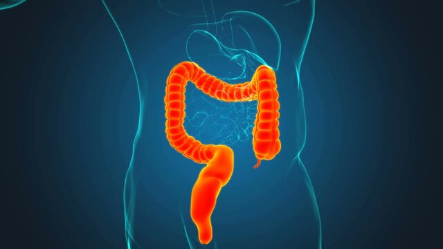Large Intestine 3D Illustration Human Digestive System Anatomy