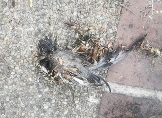 The bird death in a street