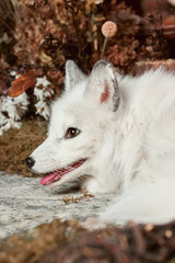Fototapeta premium white Fox in dried flowers profile