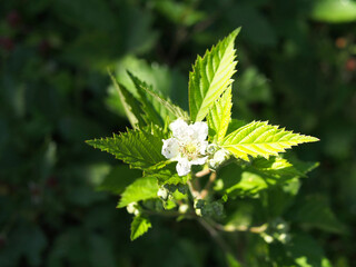 White  flower of  thorn free blackberry plant