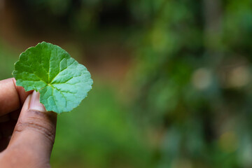 Thankuni leaf texture background