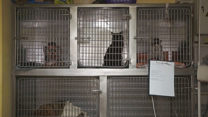 Animal cats and dogs in a cage in a veterinary clinic.