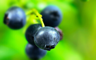 blueberries on a bush summer food