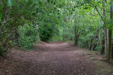 Woodland path, Kirkby Lonsdale