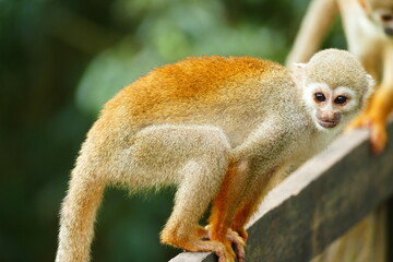 White-fronted capuchin (Cebus albifrons) monkey of the subfamily Cebinae. This wild animal was seen in the rainforest near Manaus, Amazonas, Brazil
