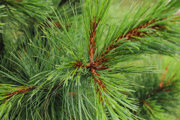 green background of pine branches