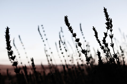 Lavender bush silhouette