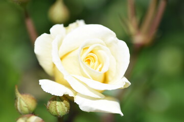 淡い黄色のバラ