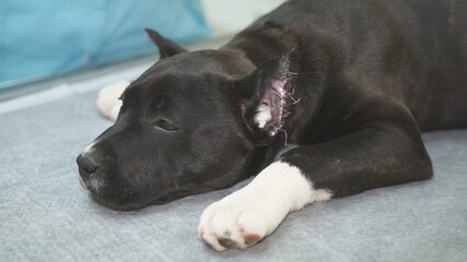 Veterinarian stroking staffordshire terrier in veterinary clinic after surgery to trim the ears.