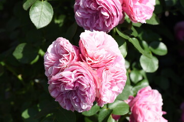 淡いピンクのバラ