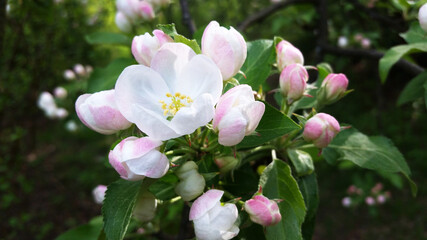 Blooming Apple trees in spring. Branch of a flowering Apple tree. Apple blossom.