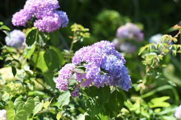 ピンクと青色の紫陽花