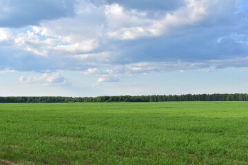 Green field with forest and blue sky on the horizon