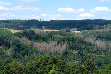 Fototapeta na wymiar German forest in July 2020 - Stockfoto