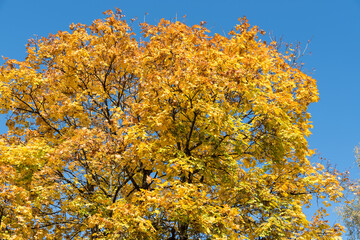 Ahornbaum in der Jahreszeit Herbst