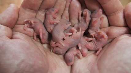 Newborn bald hamsters in the hands of man.