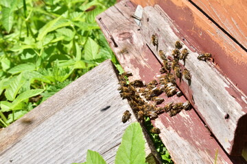 Bees return to the hive during honey collection