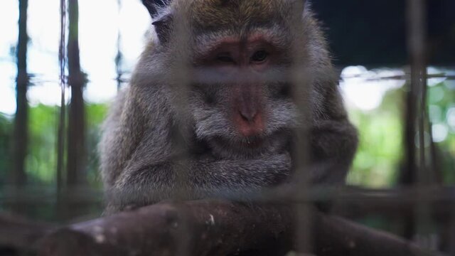 Blind monkey thinking in rehabilitation cage