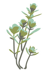 a succulent cactus on a white background