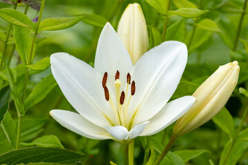 Fototapeta premium Garden Lily. Flowers. close up.