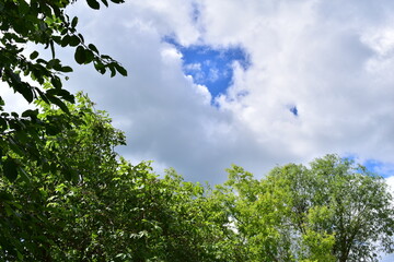 Fluffy white clouds among the green branches of Apple trees
