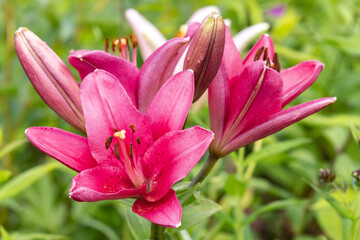 Fototapeta premium Garden Lily. Flowers. close up.